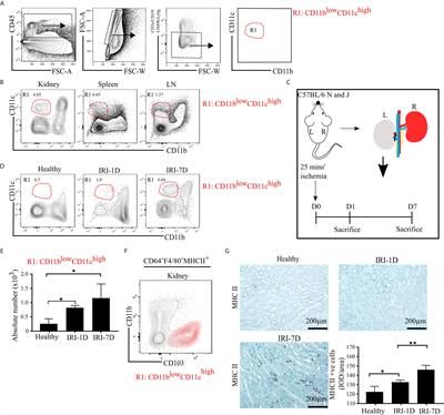 Frontiers | IRF8-Dependent Type I Conventional Dendritic Cells (cDC1s ...